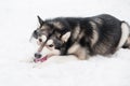 Young alaskan malamute lying and playing with violet ball in snow. Dog winter. Royalty Free Stock Photo