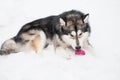 Young alaskan malamute lying and playing with violet ball in snow. Dog winter. Royalty Free Stock Photo