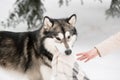 Young alaskan malamute playing with blanket in snow. Dog winter. Royalty Free Stock Photo