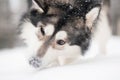 Young alaskan malamute playing with snow. snowy nose. Dog winter.