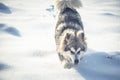 Young Alaskan Malamute running in snow