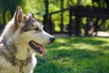 Young alaskan malamute sled breed puppy sitting and smiling outdoor