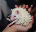 Young albino hedgehog sitting on the hands of man. On a dark background.