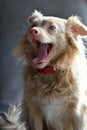 Portrait of a yawning young albino dog