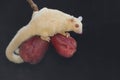 A young albino sugar glider eating a pink malay apple. Royalty Free Stock Photo