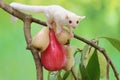 A young albino sugar glider eating a pink malay apple. Royalty Free Stock Photo