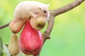 A young albino sugar glider eating a pink malay apple. Royalty Free Stock Photo