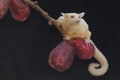 A young albino sugar glider eating a pink malay apple. Royalty Free Stock Photo