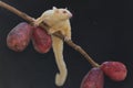 A young albino sugar glider eating a pink malay apple.