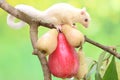 A young albino sugar glider eating a pink malay apple. Royalty Free Stock Photo