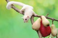 A young albino sugar glider eating a pink malay apple. Royalty Free Stock Photo
