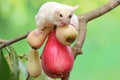 A young albino sugar glider eating a pink malay apple. Royalty Free Stock Photo