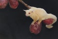 A young albino sugar glider eating a pink malay apple. Royalty Free Stock Photo