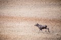 Young alces alces, moose bull fast running in soil ground Royalty Free Stock Photo