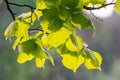 Young alder leaves