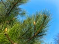 Young Aleppo pine pinus halepensis grows in the park