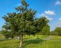 Young Aleppo pine pinus halepensis grows in the park