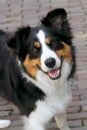 A young alert collie dog Royalty Free Stock Photo