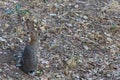 Young alert wild rabbit sitting in a background of concealing oak leaves