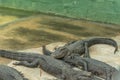 Young Aligators in Everglades Alligator Farm. Florida. Royalty Free Stock Photo