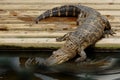 Young alligator Royalty Free Stock Photo
