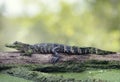 Young alligator basking on a log Royalty Free Stock Photo