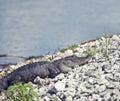 Young alligator basking near lake