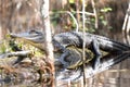 Young alligator basking in the sun on a moss covered log in a cypress swamp Royalty Free Stock Photo