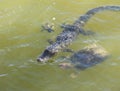 American Alligator, Florida Softshell Turtle and Red-eared Slider Turtle swimming together Royalty Free Stock Photo