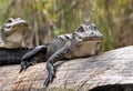 Young alligator on cypress log in the Okefenokee Swamp Georgia Royalty Free Stock Photo