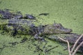 Young alligator on a log in Florida swamp Royalty Free Stock Photo