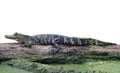 Young alligator on a log Royalty Free Stock Photo