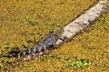 Young Alligator on log Royalty Free Stock Photo