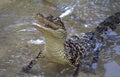 Young Alligator Rears Up Out Of Water Royalty Free Stock Photo