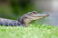 Young Alligator Magnolia Springs State Park