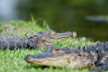 Young Alligator Magnolia Springs State Park