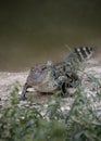 Young alligator next to the water