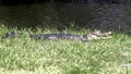 Young Alligator Sunning Royalty Free Stock Photo