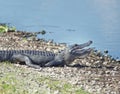Young alligator sunning near lake