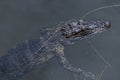 Young Alligator Swimming in a Florida Wetland