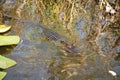 Young Alligator swimming