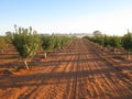 Young Almonds trees Royalty Free Stock Photo