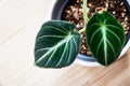 Young alocasia reginula plantlet in a white pot on a wooden table.