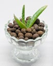 Young Aloe Vera Plant and clay pebbles