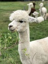 Young Alpaca Farm New Zealand