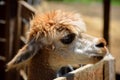 Young alpaca profile Royalty Free Stock Photo