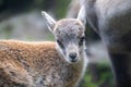 Young Alpine Ibex