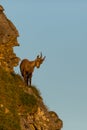 Young alpine ibex capricorn standing looking down on cliff