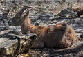 Young alpine ibex 5