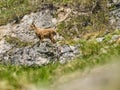 Young alpine ibex